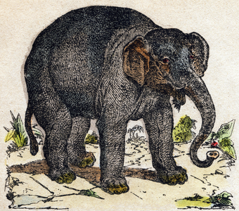Elephant,in “” Alphabet des animaux sauvages””, c.1870 (litho)