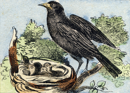 Merle,  in "Buffon Alphabet des Oiseaux n 2" , late 19th century (Epinal print)