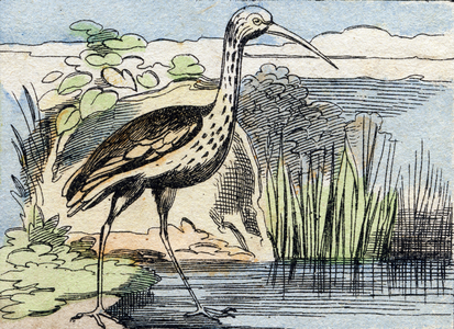The curlew ,  in "Buffon Alphabet des Oiseaux n 2" , late 19th century (Epinal print)