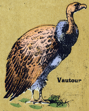 A vulture. Illustrated alphabet. Imageries reunited in Jarville-Nancy, beginning of the 20th century. Dim: 40 x 29 cm. Lithography on a bistre background