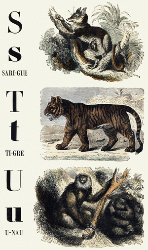 Letters S, T, U: Sarigue (opposum), Tiger, Unau (lazy) - Engraving in “ Le livre d'images, Nouveau alphabet ou Alphabet pour petits garcons”, 19th century (engraving)