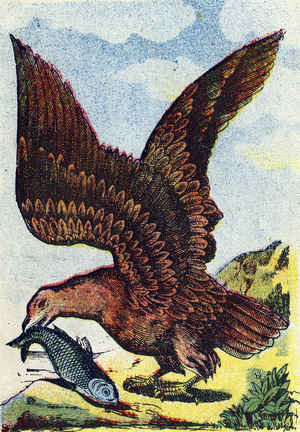 Bird of prey . Engraving in "Alphabet des oiseaux"”. Imagery of Pont-a-Mousson, Marcel and/or Louis Vagne, Printer-Publisher, late 19th century. 16 pages. Dim: 20,5 x 14 cm