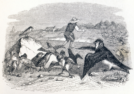 The swallow and the little birds (L'hirondelle et les petits oiseaux) - Fables by La Fontaine, 19th century (engraving)