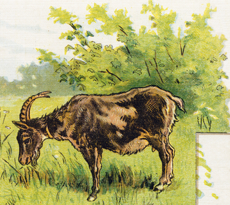 Goat grazing grass. Engraving in "ABC L'alphabet des bebes". Unbreakable volume on canvas in chromolithography. A. Capendu, editor, Paris. Early 20th century, around 1905. Imagery of English origin, accompanied by words in French corresponding to each initial letter. 12 pages. Dim: 32x25,5cm