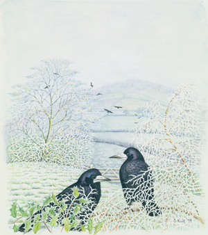 Black Birds, 1979