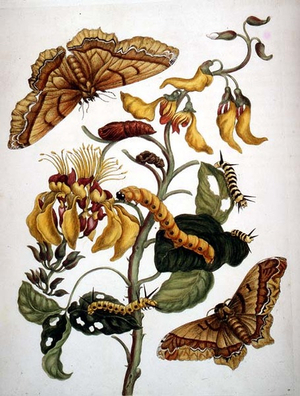 Butterflies and Caterpillars, c.1800 (print)