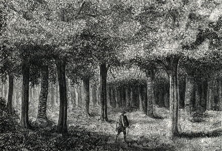 Cinchona tree forest producing cinchona bark for treating malaria, Peru (engraving) 1888