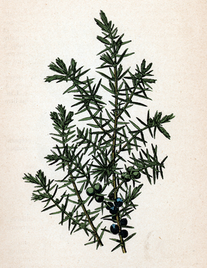 Juniper (Juniperus) (Juniper) Botanical sheet from “Atlas colorie des plantes medicinales”” by Paul Hariot, 1900 (Botanical plate of medicinal plants) Private collection