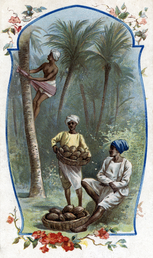 Harvests coconuts, India. 19th century, (chromolithograph).