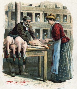 Breeding of geese or ducks killed for the manufacture of foie gras, specialite from the south west of France: the farmers remove the livers. 19th century, (chromolithograph).