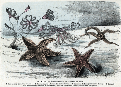 Zoological board; echinoderm, sea stars (asteries, ophiocoma, comatum and pentacrine) (Zoological plate: starfishes) Engraving from “” L'homme et la nature”” by Rengade, 1887 Collection privee Â