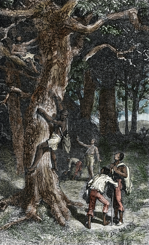 Harvesting of tree's resin called chibou, cachibou or gomartis or gum or mastic on the gumbo-limbo, copperwood, chaca, and turpentine tree Engraving 19th century Private collection