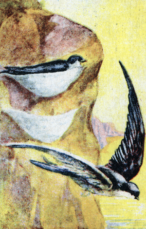 Ornithology: salangana or swiftlet Chromolithograph 19th century Private collection