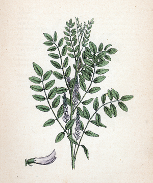 Liquorice (Glycyrrhiza glabra) (Liquorice or Licorice) Botanical plate from “Atlas colorie des plantes medicinales”” by Paul Hariot, 1900 (Botanical plate of medicinal plants) Private collection