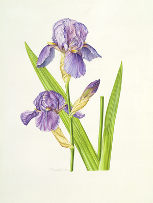 Iris (w/c)
