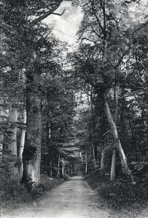 Fontainebleau Forest: the Route of the Bouquet du Roi - Postcard late 19th-20th century