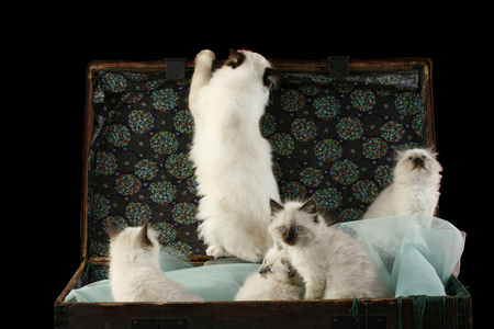 Cat of the Sacred breed of Burma.