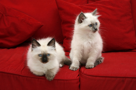 Cat of the Sacred breed of Burma.