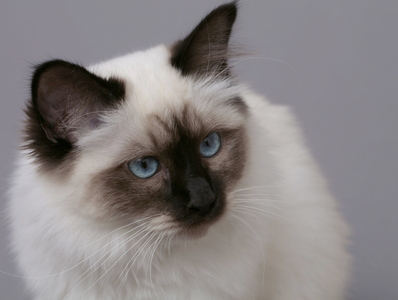Cat of the Sacred breed of Burma.