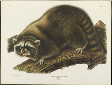 Procyon Lotor, from 'The Viviparous Quadrupeds of North America', Vol. II, 1845-48 (colour litho)