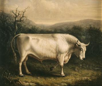 Chillingham Bull, c.1830 (oil on canvas)