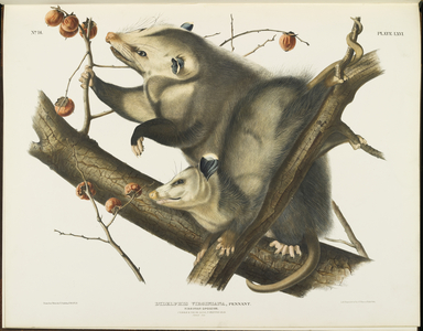 Didelphis Virginiana, from 'The Viviparous Quadrupeds of North America', Vol. II, 1845-48 (colour litho)