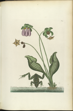 Rana Aquatica and Sarracena, from 'Natural History of Carolina, Florida and the Bahama Islands', 1771 (coloured etching)