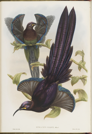 Epimachus Ellioti, Ward, from 'Monograph of the Paradiseidae, or Birds of Paradise, and Ptilonorhynchidae, or Bower-Birds', Vol. I, 1891-98 (colour litho)