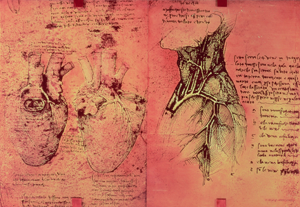 Anatomical drawing of hearts and blood vessels, 1499 (pen & ink on paper)