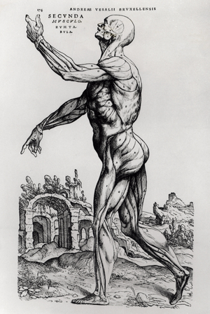 Musculature Structure of a Man (print)