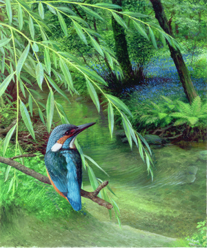Kingfisher, 1996 (oil on board)