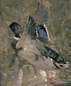 Mallard Rising (w/c on paper)