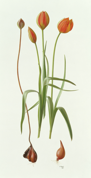 Tulipa Whittallii, 1992 (oil on paper)