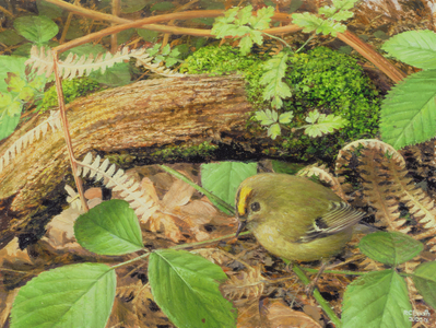 Gold Crest, 2000 (oil on board)