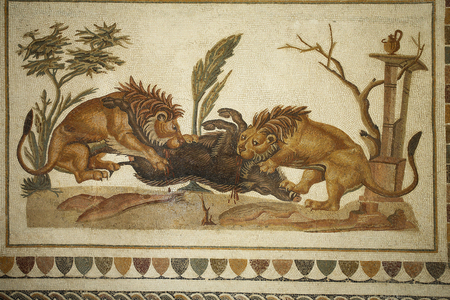 Animal Fighting Mosaic: Lions beating a wild boar. II s AD/Musee d'El Jem (Antique Thysdrus)/Tunisia