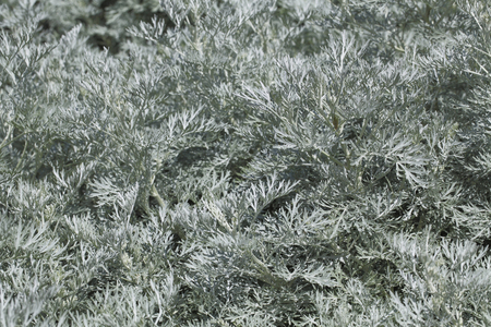 Artemisia 'Powis Castle' (silver sagebrush), Asteraceae, Rustic perennial. Powis Castle Artemisia. Sunflower family. Decorative foliage, aromatic plant.