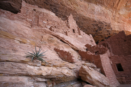 Long House a Mesa Verde - Anasazi ancient American civilization troglodyte dwellings or Pueblo ancestral people, 12th - 14th century - Cliff Dwelling, Mesa Verde National Park, Colorado, USA (USA), UNESCO Site