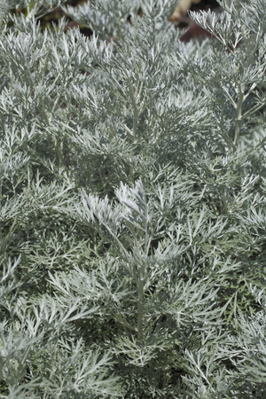 Artemisia 'Powis Castle' (silver sagebrush), Asteraceae, Rustic perennial. Powis Castle Artemisia. Sunflower family. Decorative foliage, aromatic plant.