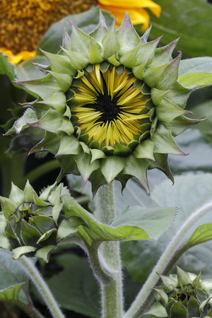 Helianthus annuus 'Sunspot' (Sunflower)