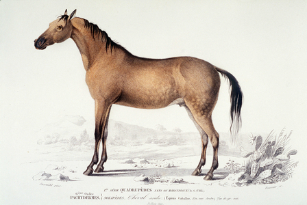 Zoology: Arabian pure blooded horse. Plank from “Universal Dictionary of Natural History” by Charles D'Orbigny, 1849.