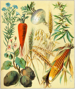 Botany, vegetables from the vegetable garden: celery, carrot, wheat, corn, potato, hemp and flax. Board from “The Illustrated World” 1900