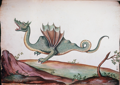 Dragon - in “" Monstrorum Historia "”, treated by Ulisse Aldrovandi, 16th century, Biblioteca Alessandrina, Roma