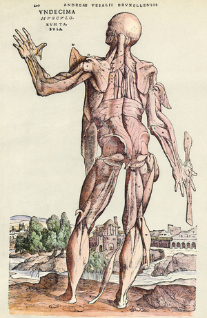 The muscles, 1543 (engraving)