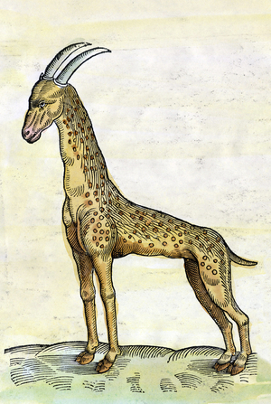 La giraffe. in Historia Animalium by Conrad Gesner (1516 - 1565) (miniature)