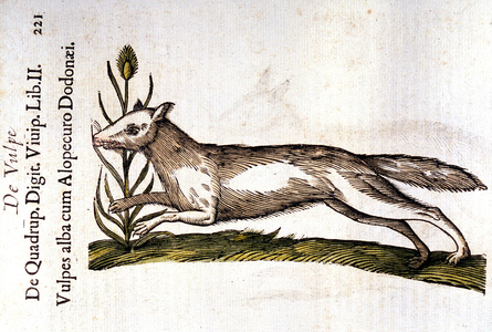 Fox (volpus alba) - in “” Of Quadrupedibus Digitatis ViviParisó (De Cuniculus Indians) “”, (1645 - 1663)
