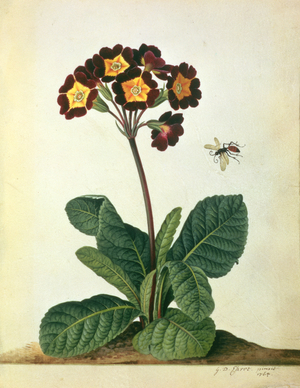 Primulaecae: a Flowering Polyanthus with a Flying Insect, 1764 (pencil, watercolour & gouache on vellum)