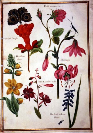 PD.109-1973.f43 Flower Studies (w/c on vellum)