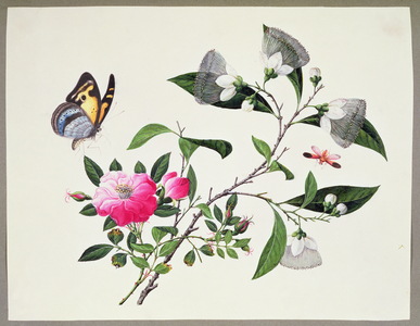 Flower Study and Insects (w/c on paper)
