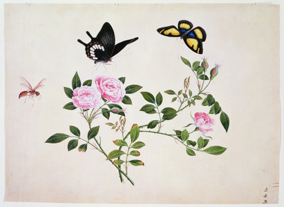 PD.273-1973 Roses in Bud and Bloom with Butterflies and Insects (gouache)