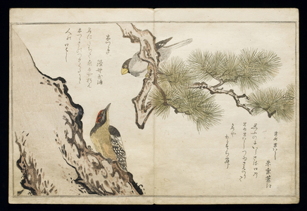 P.332-1946 Vol.1 f.3 Hawfinch and a Woodpecker, from an album 'Birds compared in Humorous Songs', 1791 (colour woodblock print)